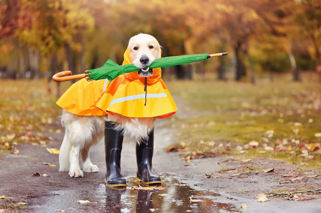 Best Dog Walking Gear for Rain and Shine