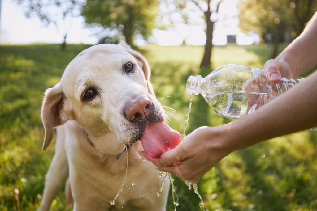 Hydration Tips for Long Dog Walks