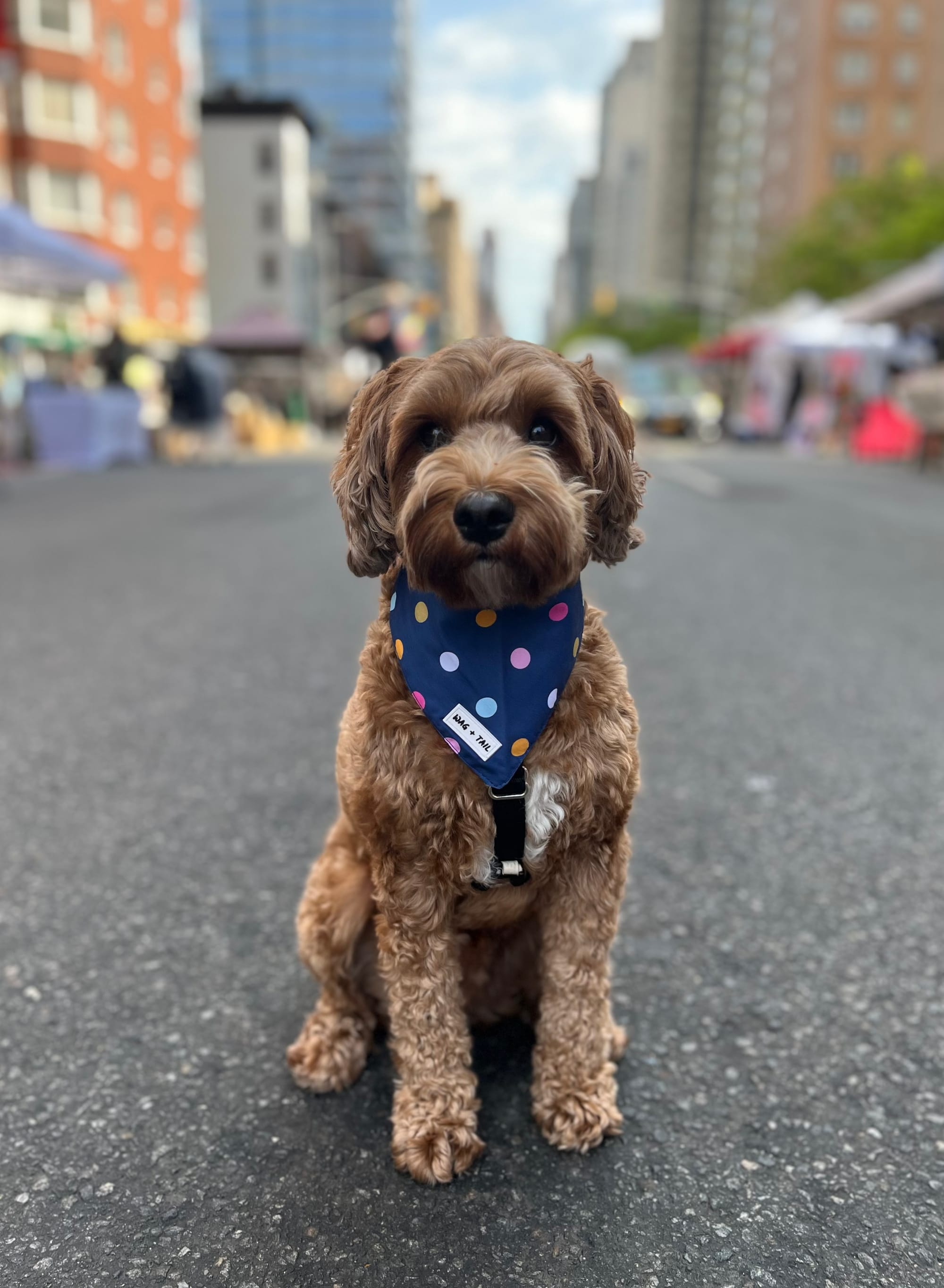 DOGFLUENCERS: Meet Alfie, New York's Biggest Treat Lover