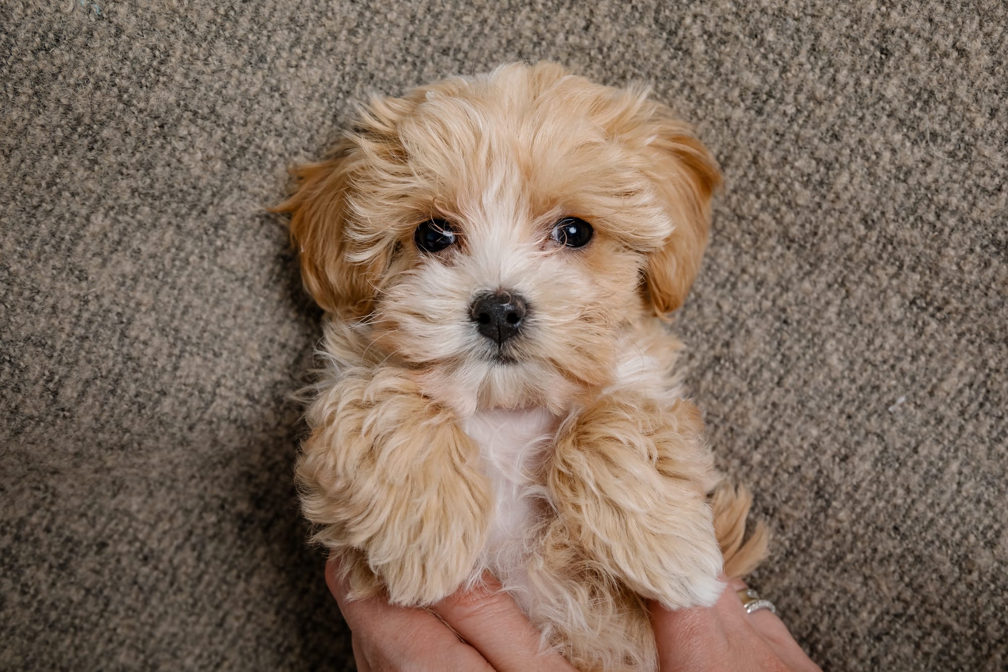 Best Collar for a Maltipoo Puppy