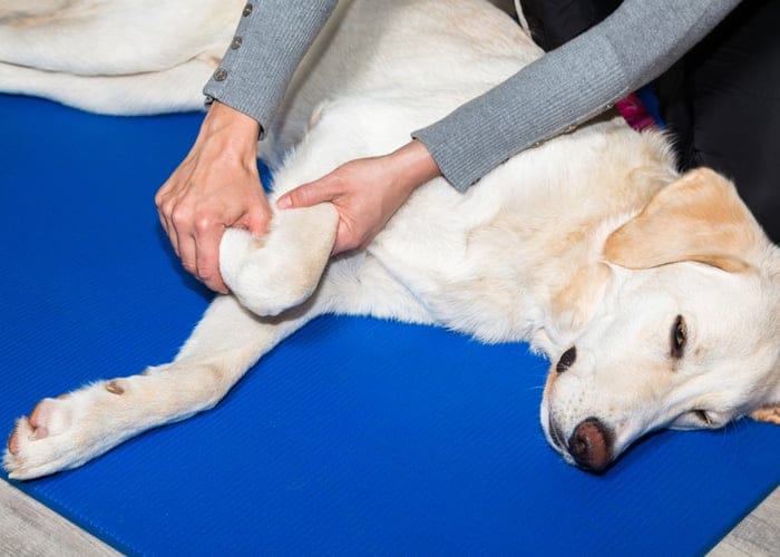 Managing Arthritis and Joint Pain in Dogs
