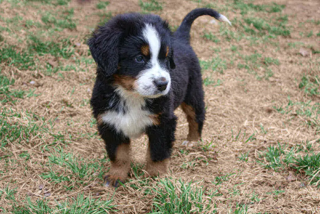 Best Collar for a Bernese Mountain Dog Puppy