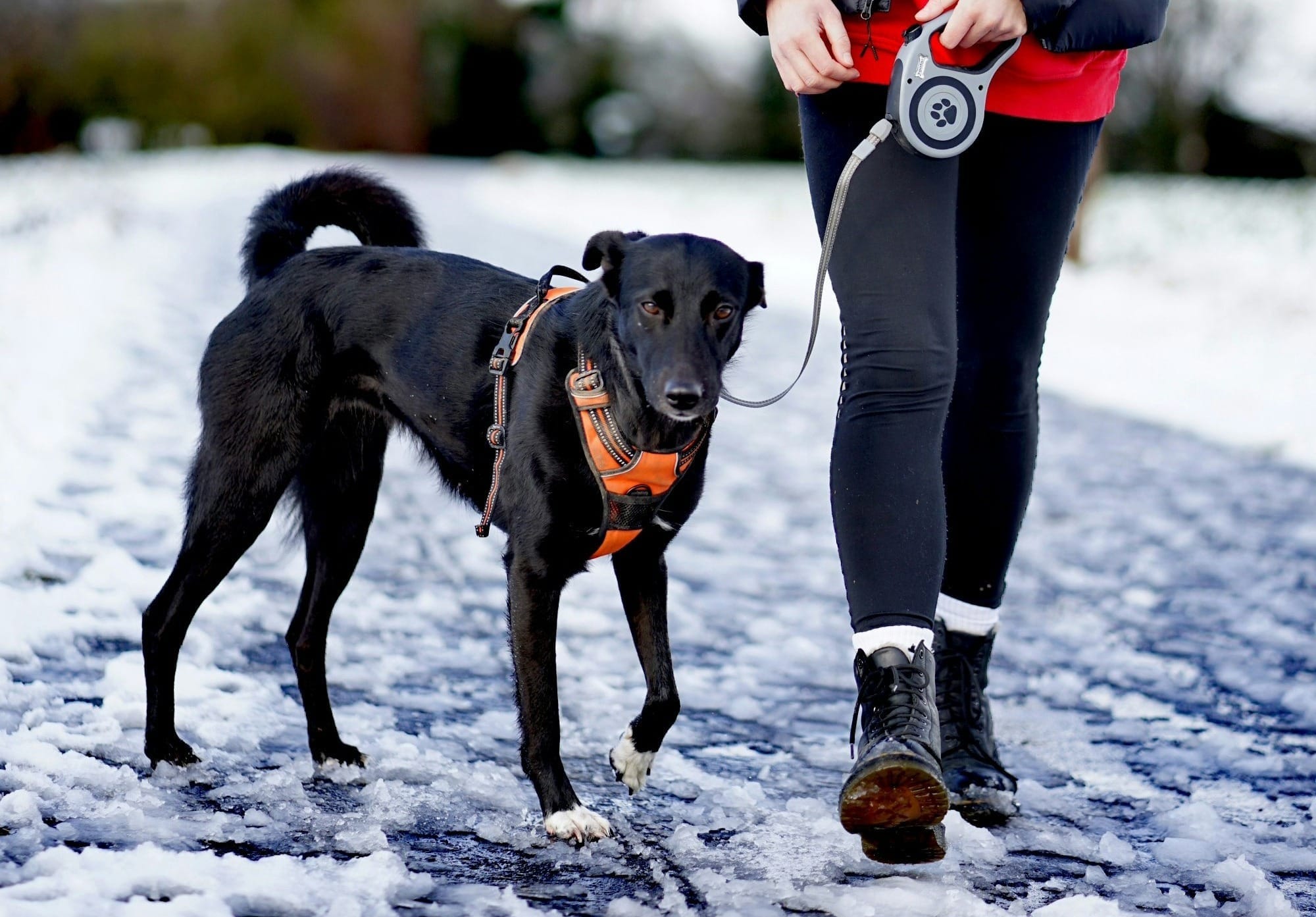 Making Walks More Enjoyable for Your Dog