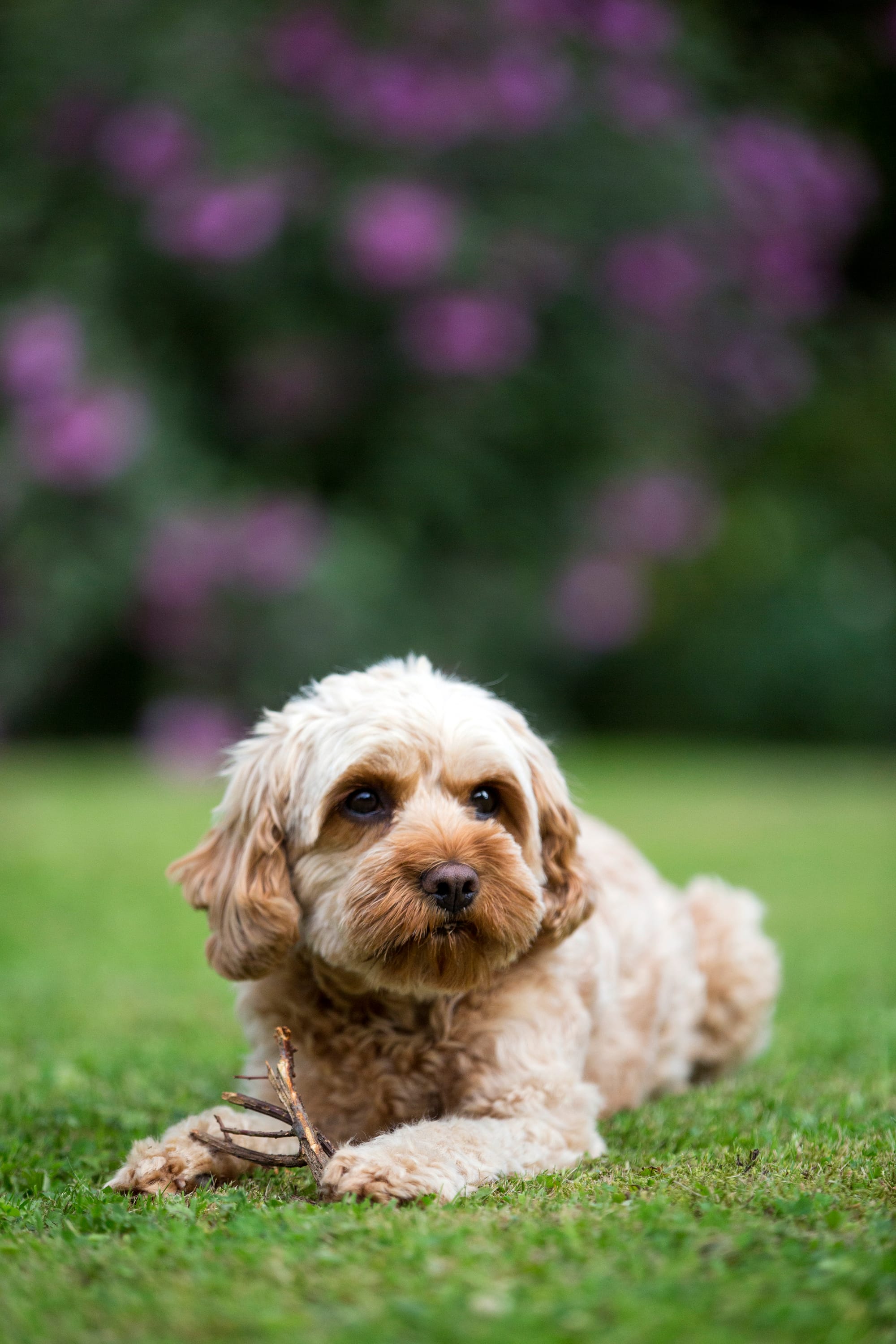Best Collar for a cavapoo puppy