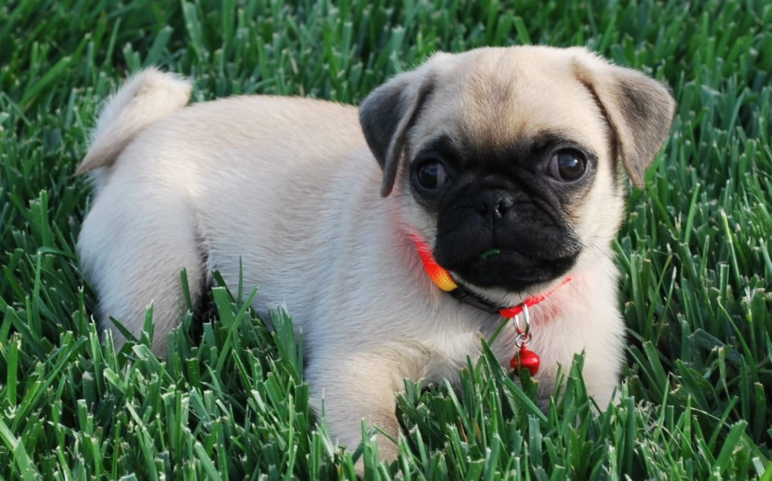 Best Collar for a Pug Puppy