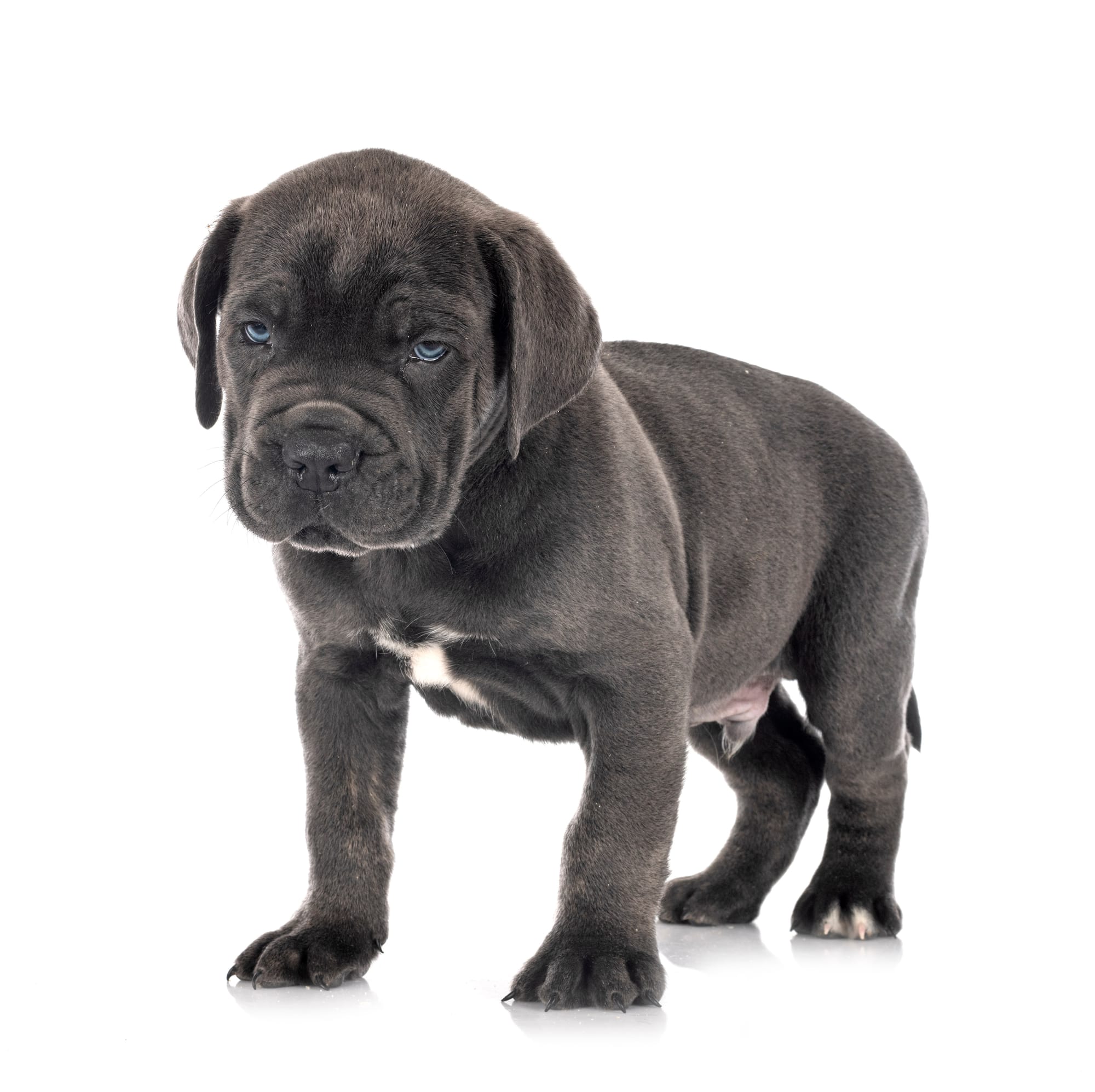 Best Collar For a Cane corso Puppy