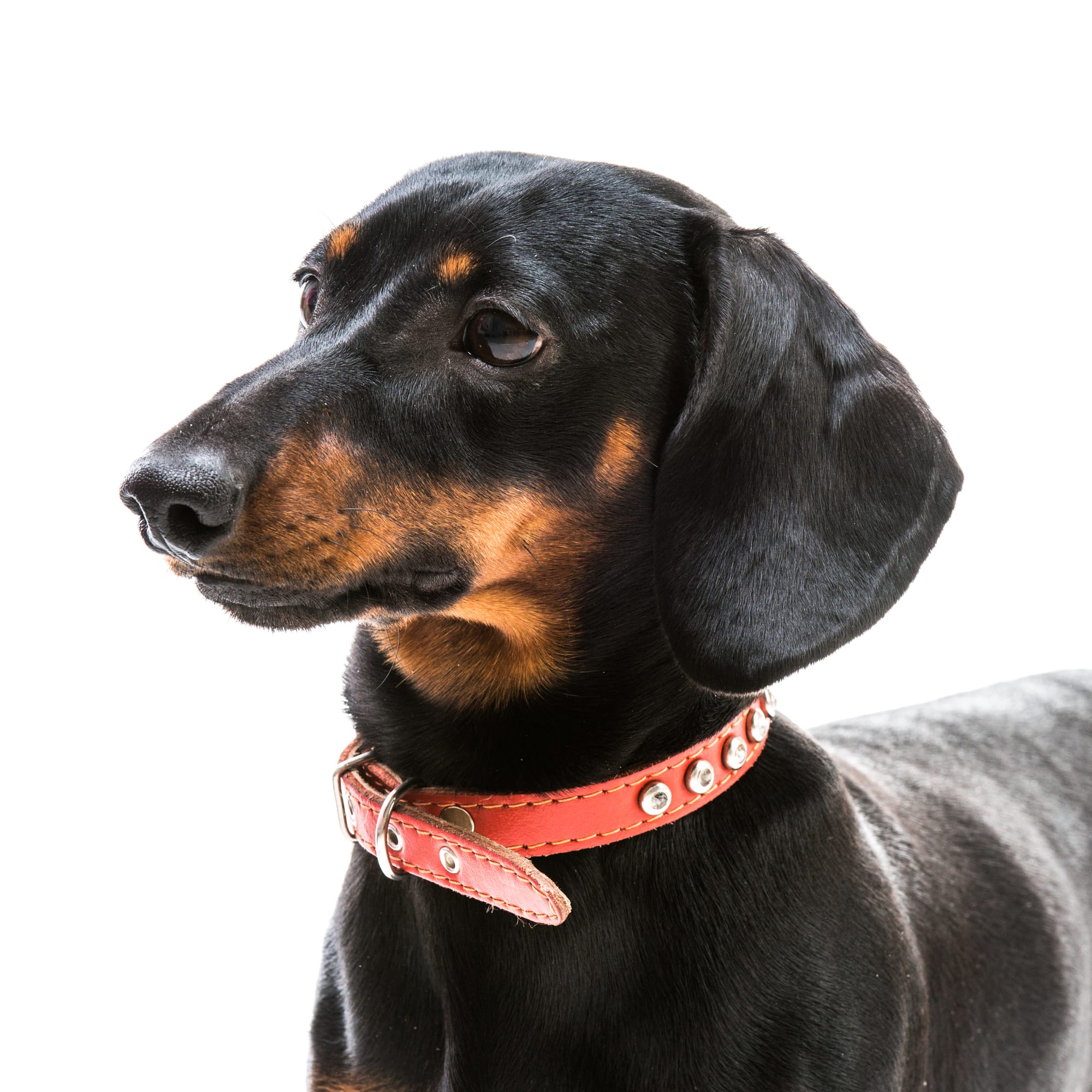 Best Collar for a Dachshund Puppy