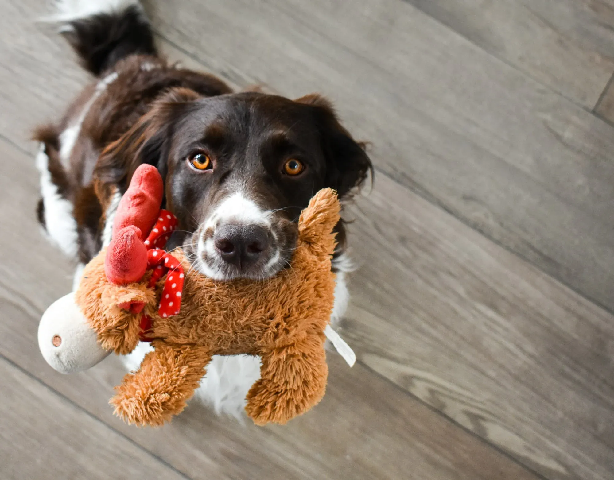 Why Do Domesticated Dogs Shake Their Toys?