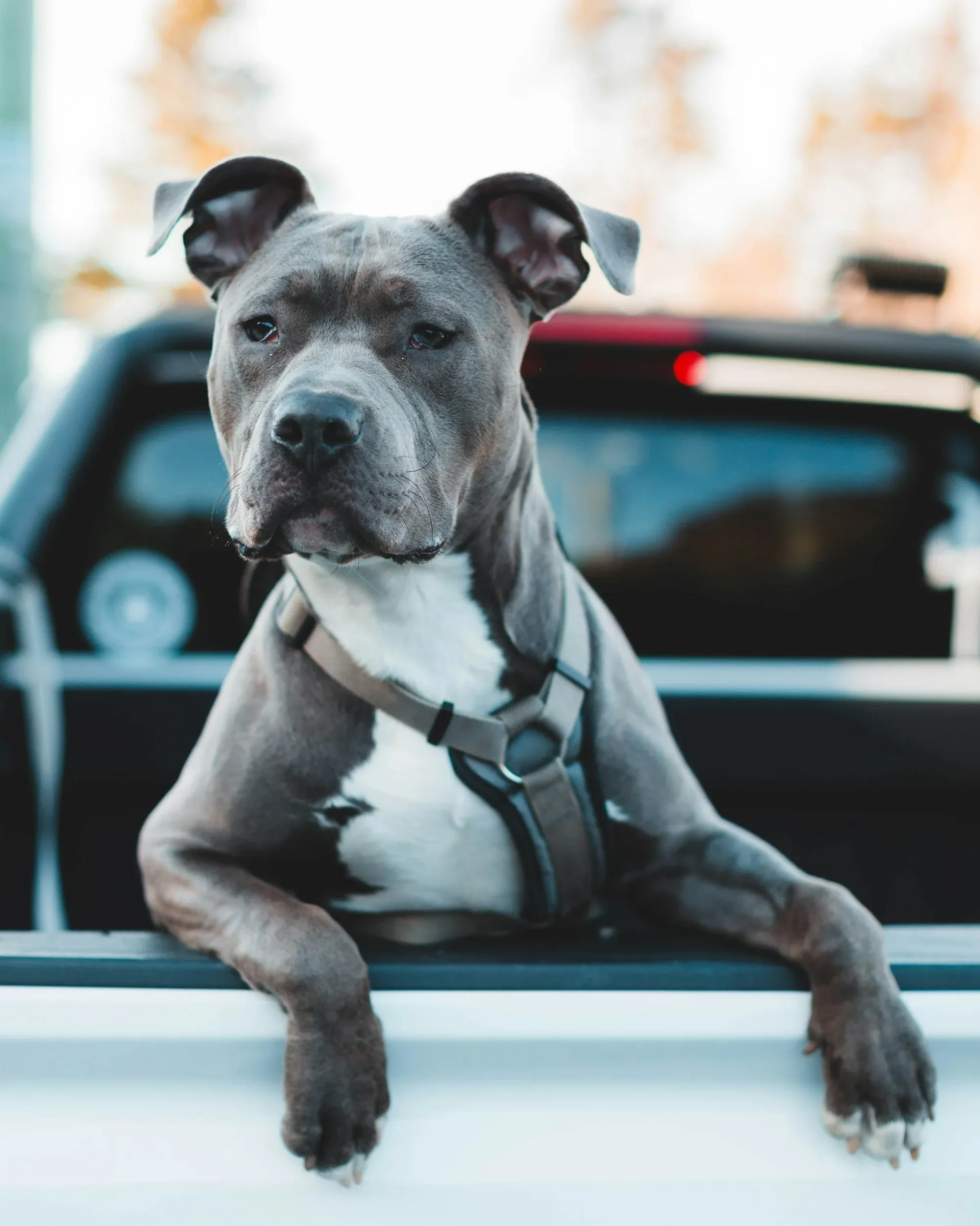 How Much Exercise Does A Pitbull Need?