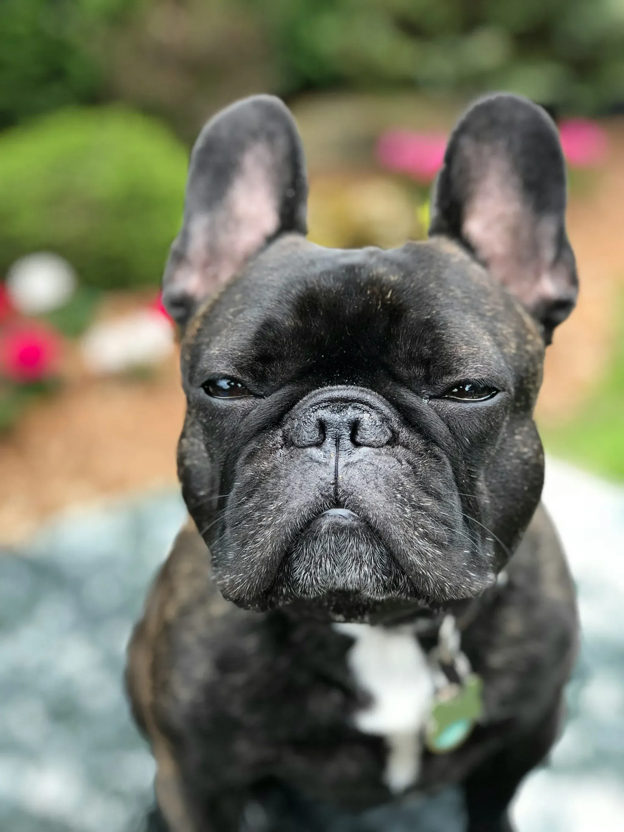 History of French Bulldogs