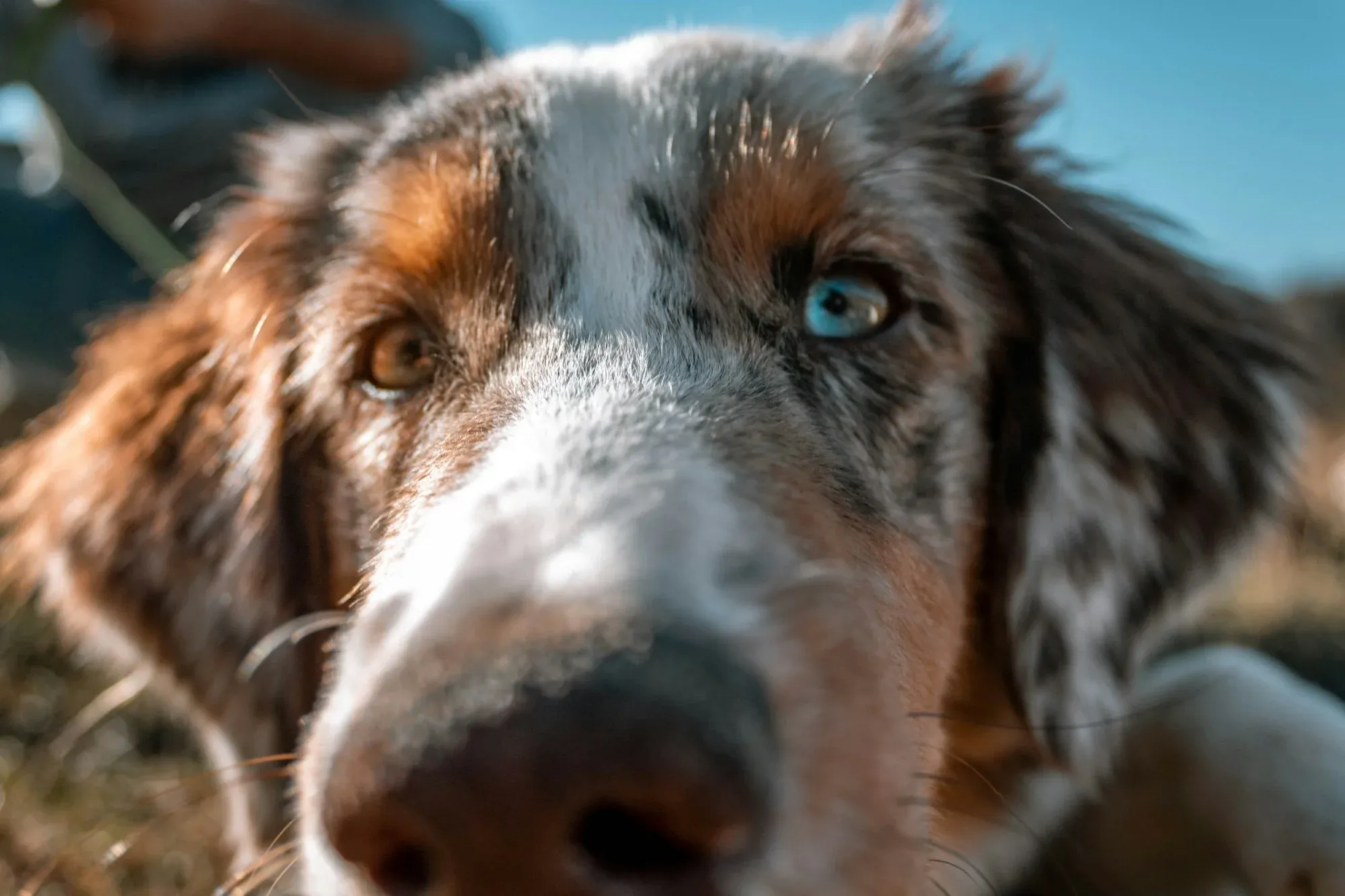 How Dogs Recognize People Differently