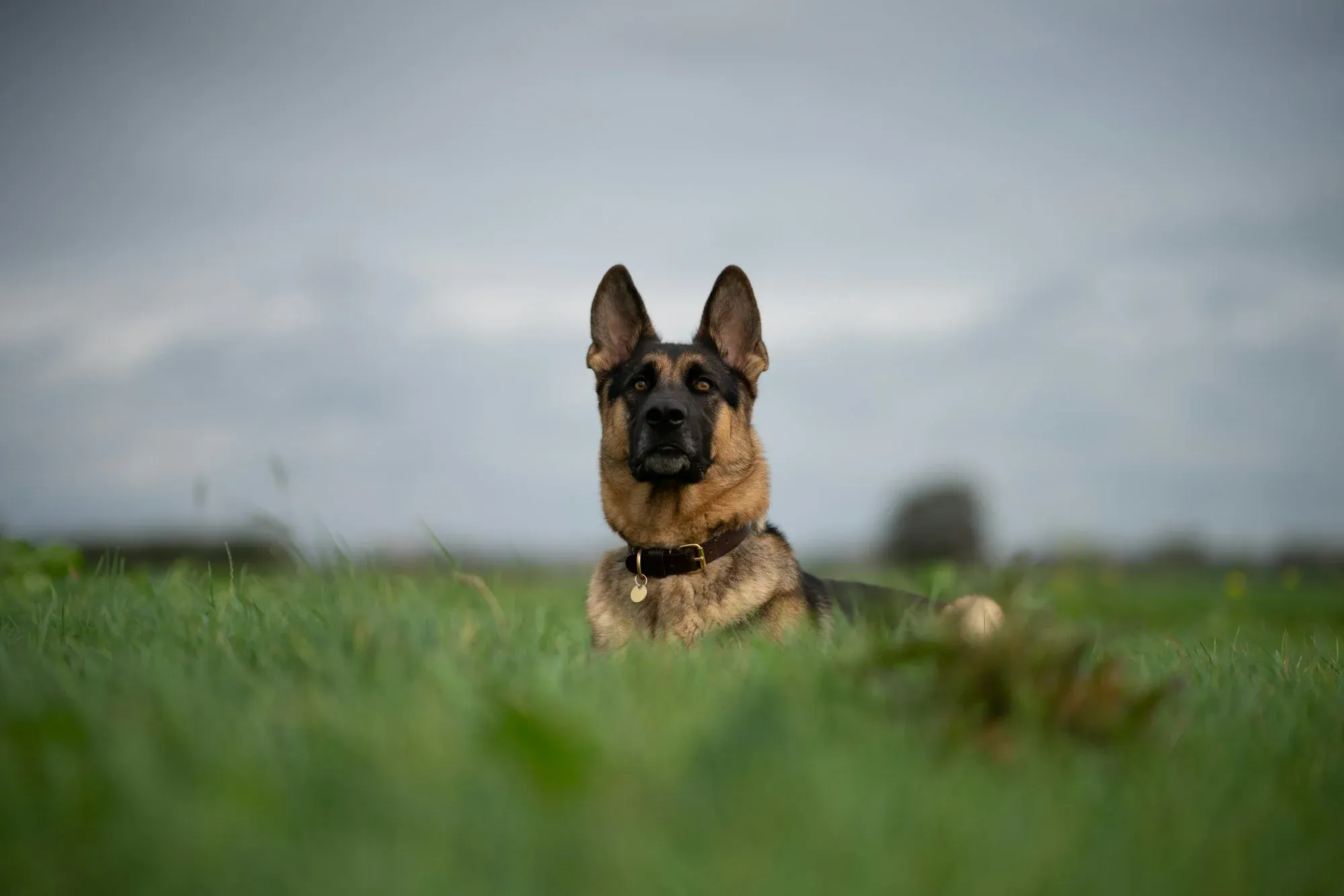 The Importance of Exercise for German Shepherds