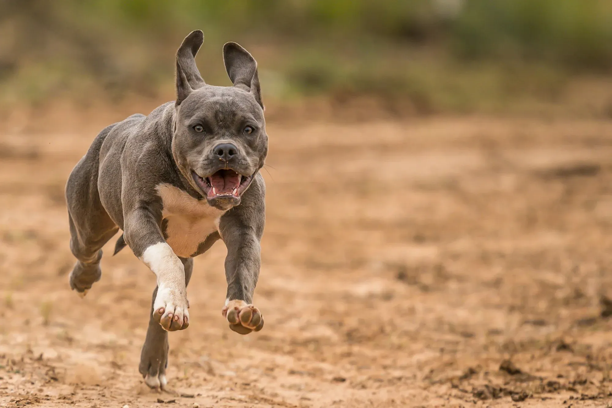 How To Get Your Pitbull To Exercise
