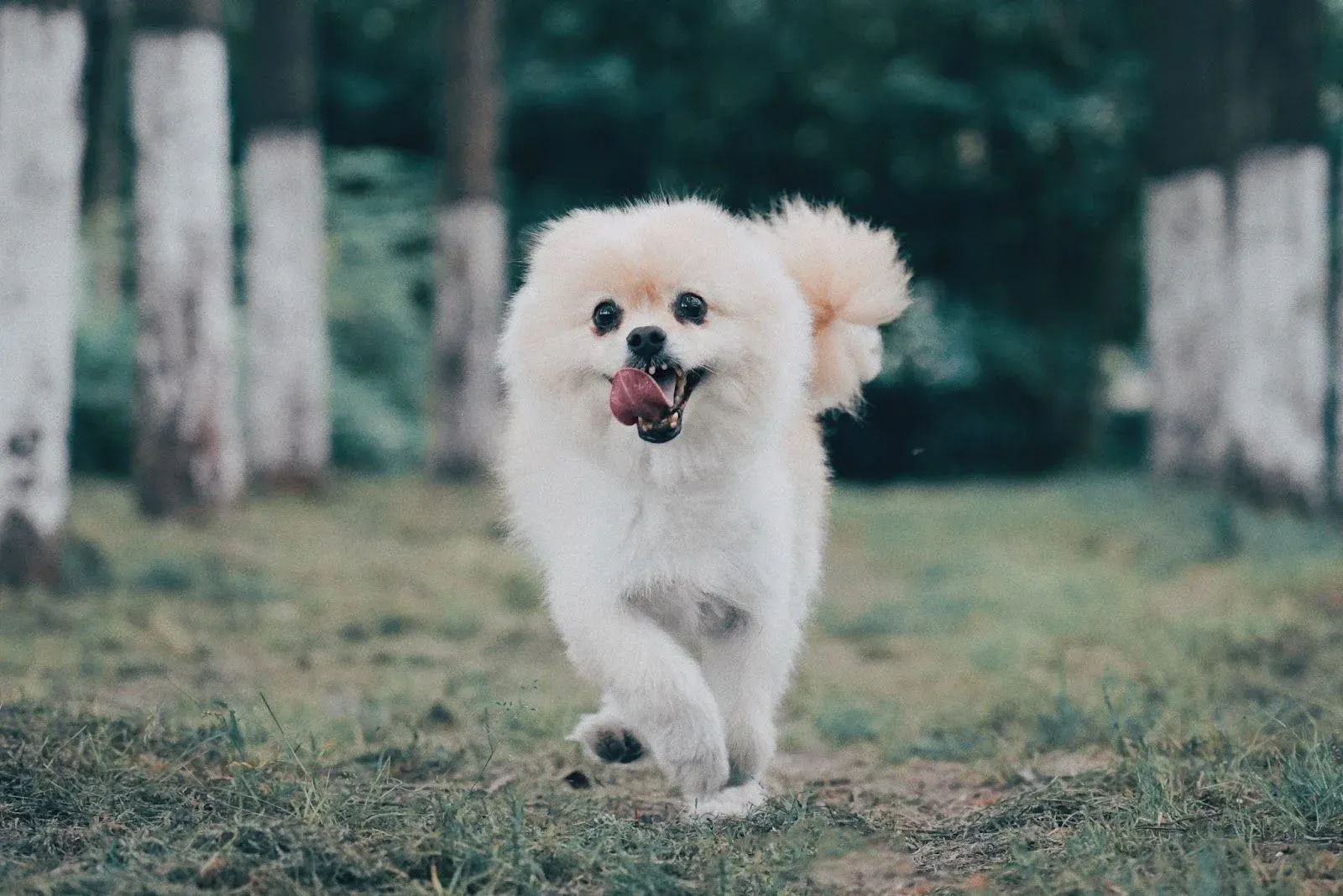 Which Dogs are More Prone to a Luxating Patella?