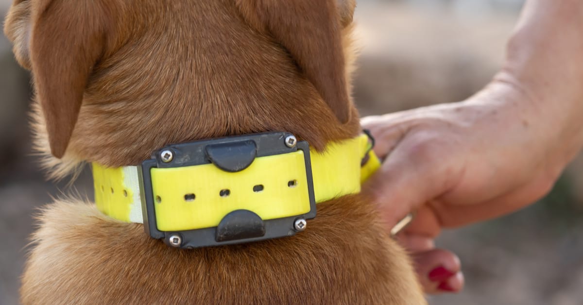 E-Collars for dogs