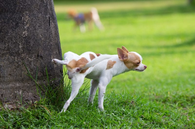 Can Male Dogs Hold Their Urine Longer Than Females