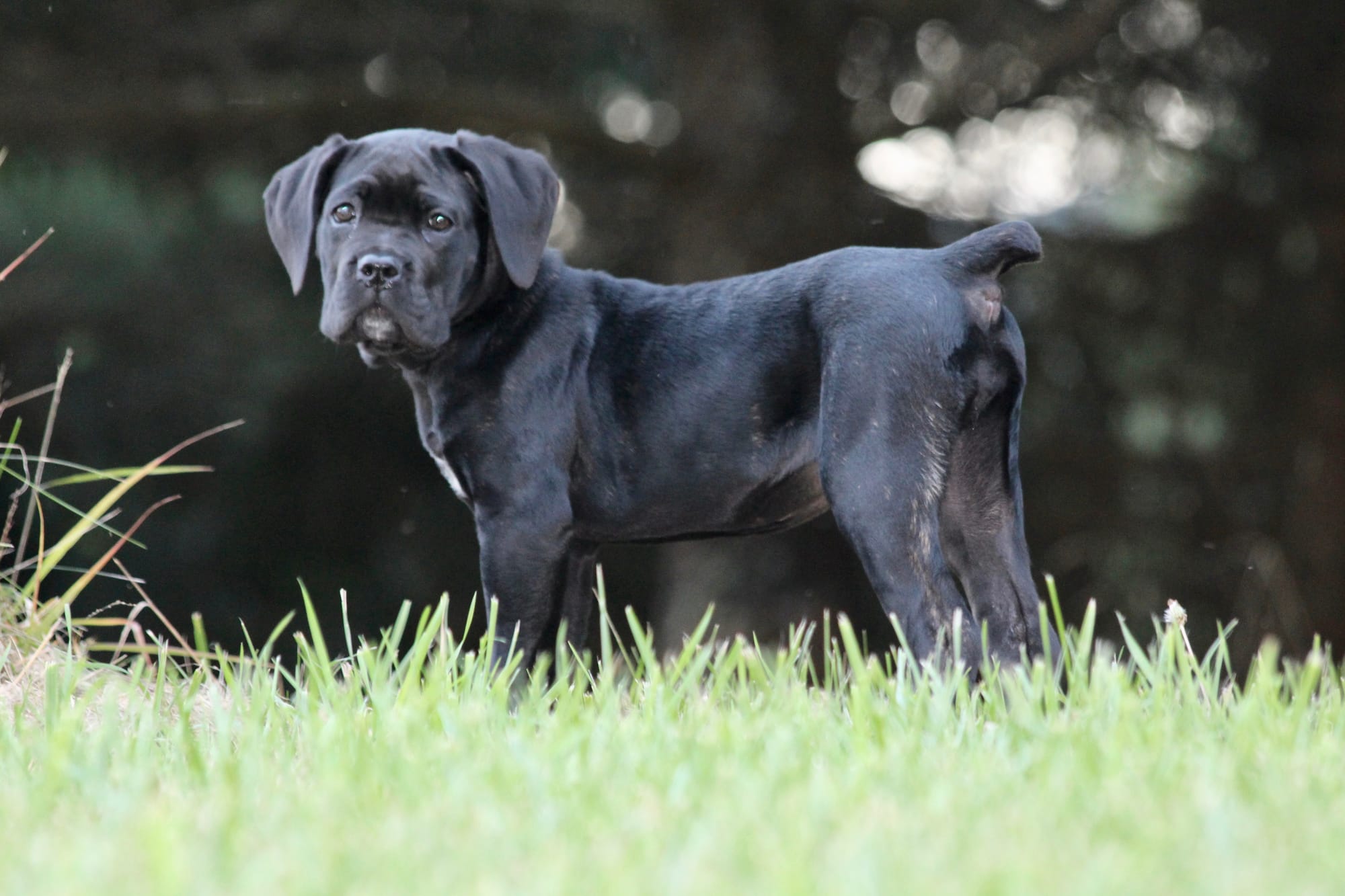 Black Cane Corso Puppy