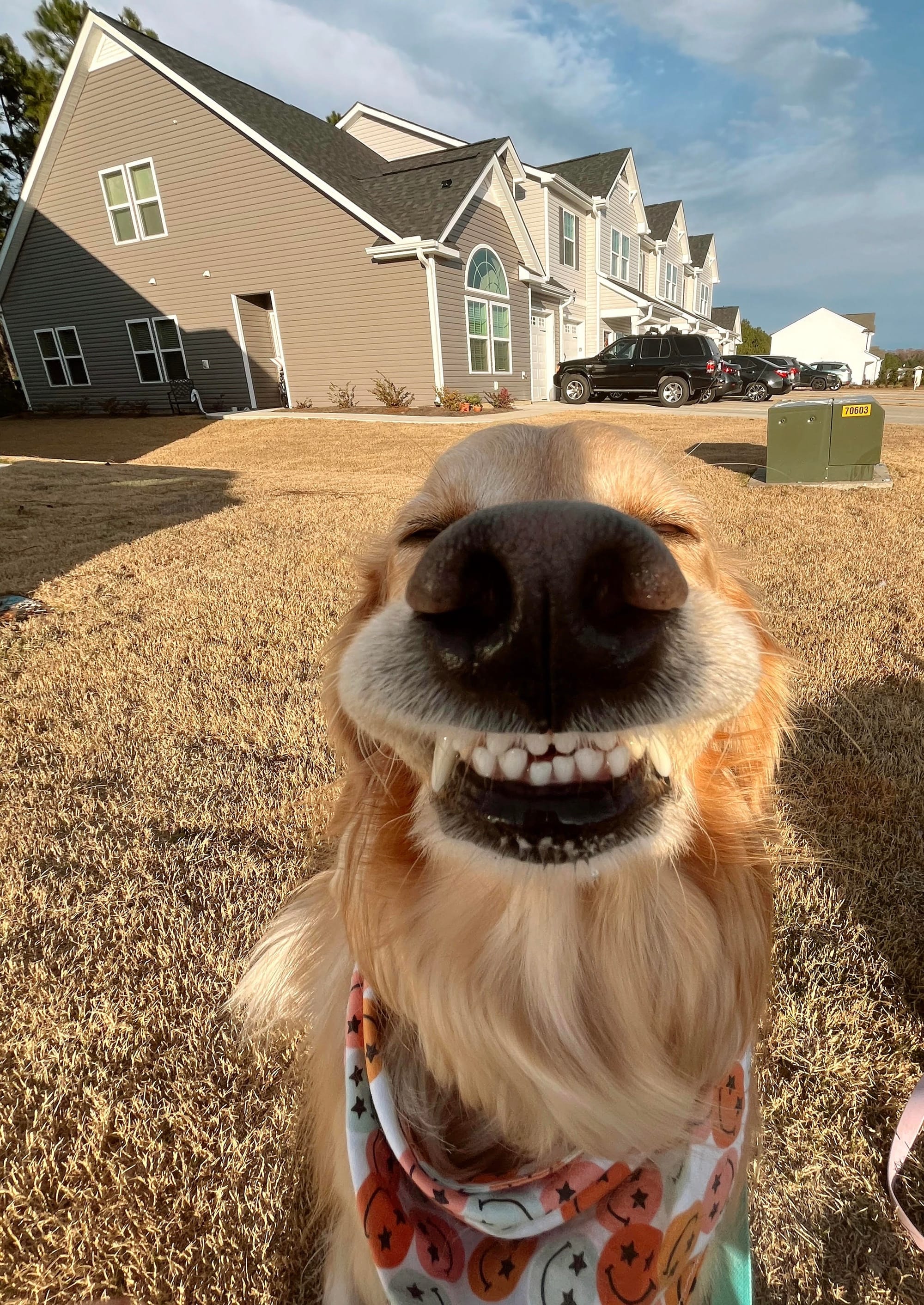 DOGFLUENCERS: Meet Grady, the Cheesin' Golden Retriever