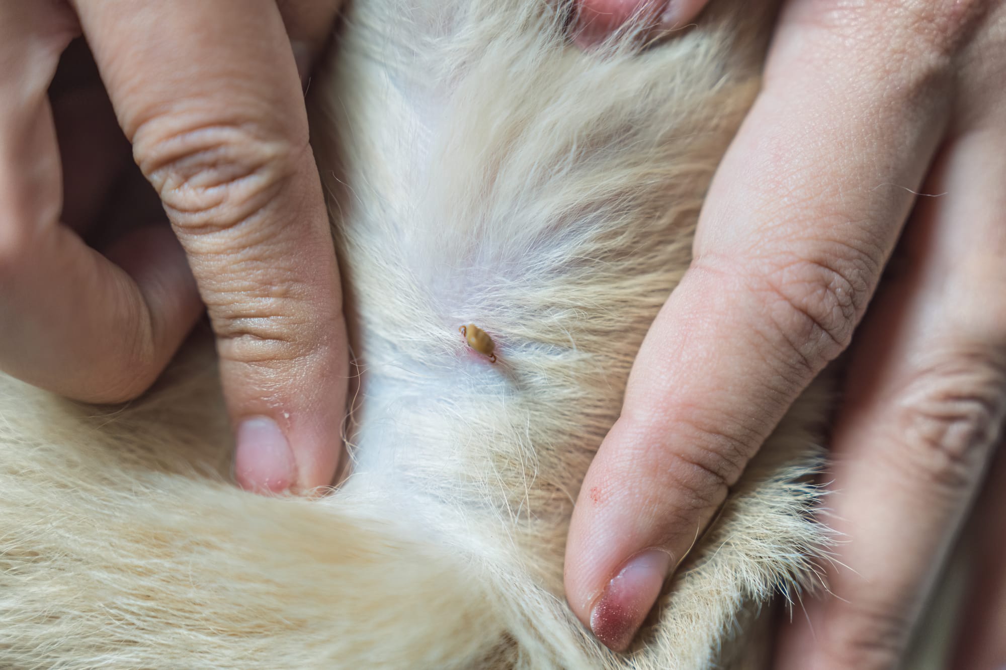 How Do I Know If My Dog Has Fleas