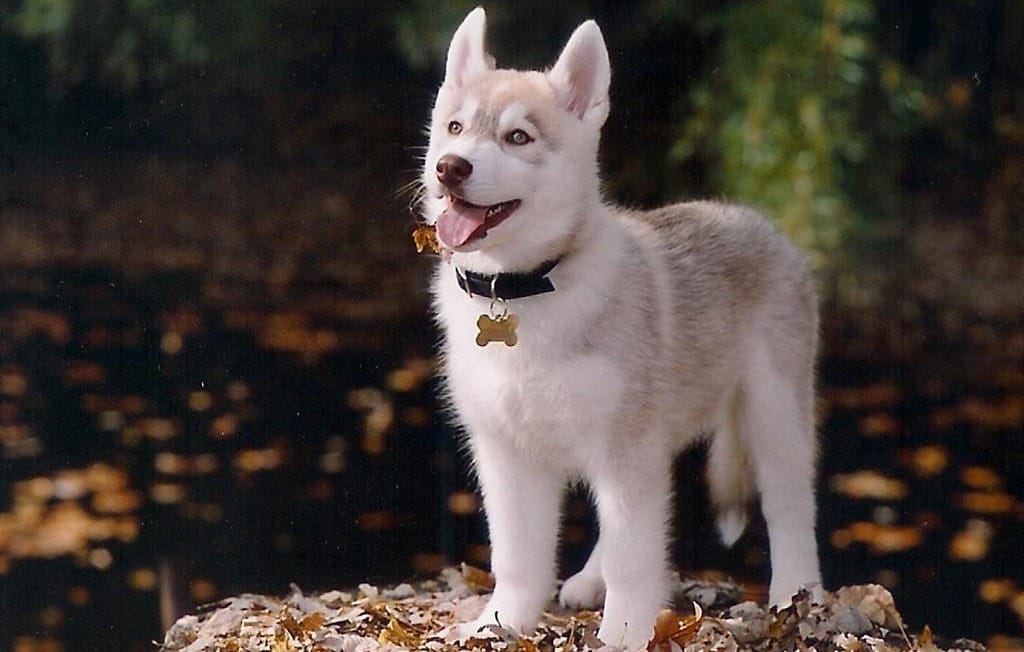 Best Collar for a Siberian Husky Puppy