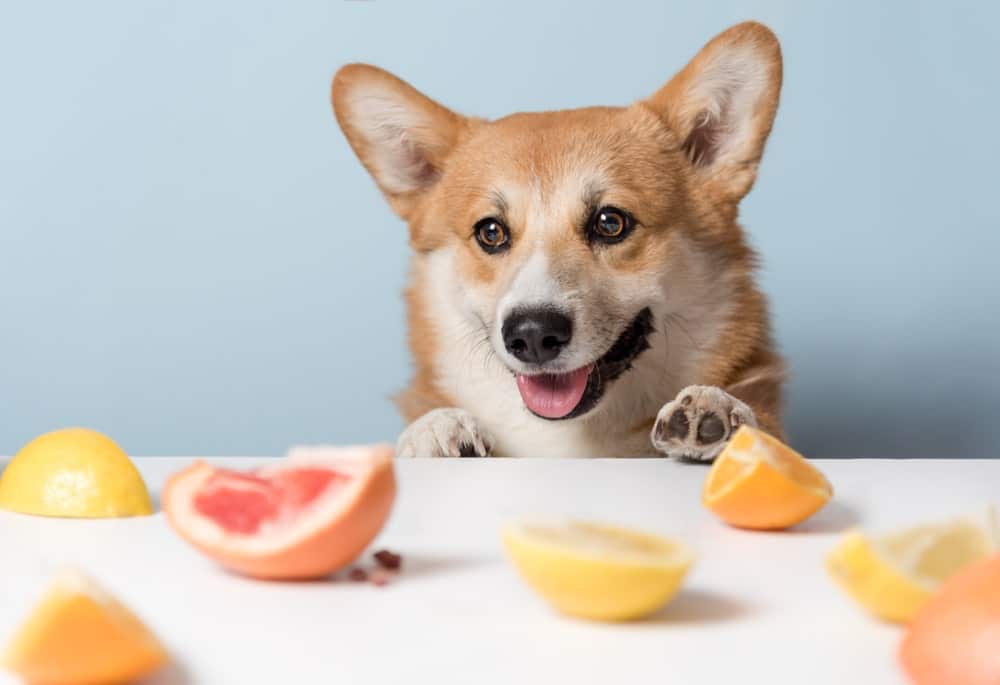 Can Dogs Eat Jackfruit