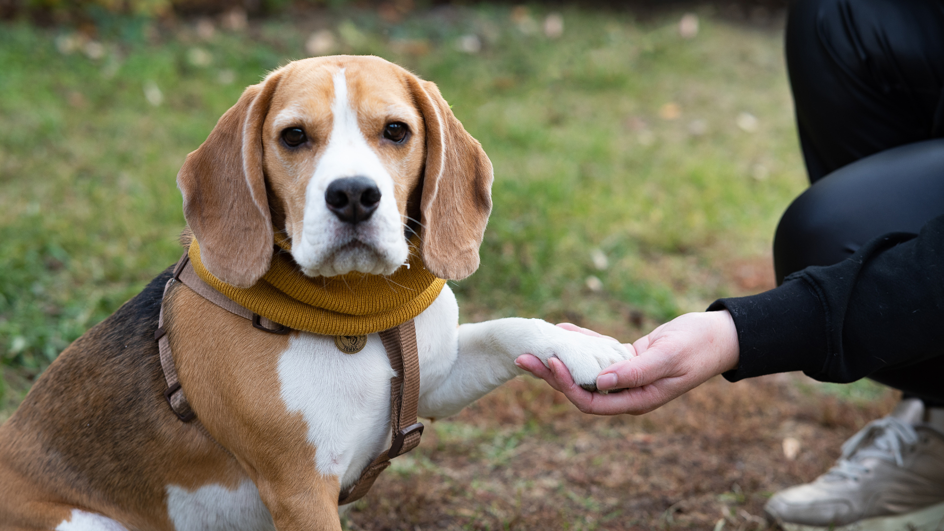 Best Floppy-Eared Dog Breeds