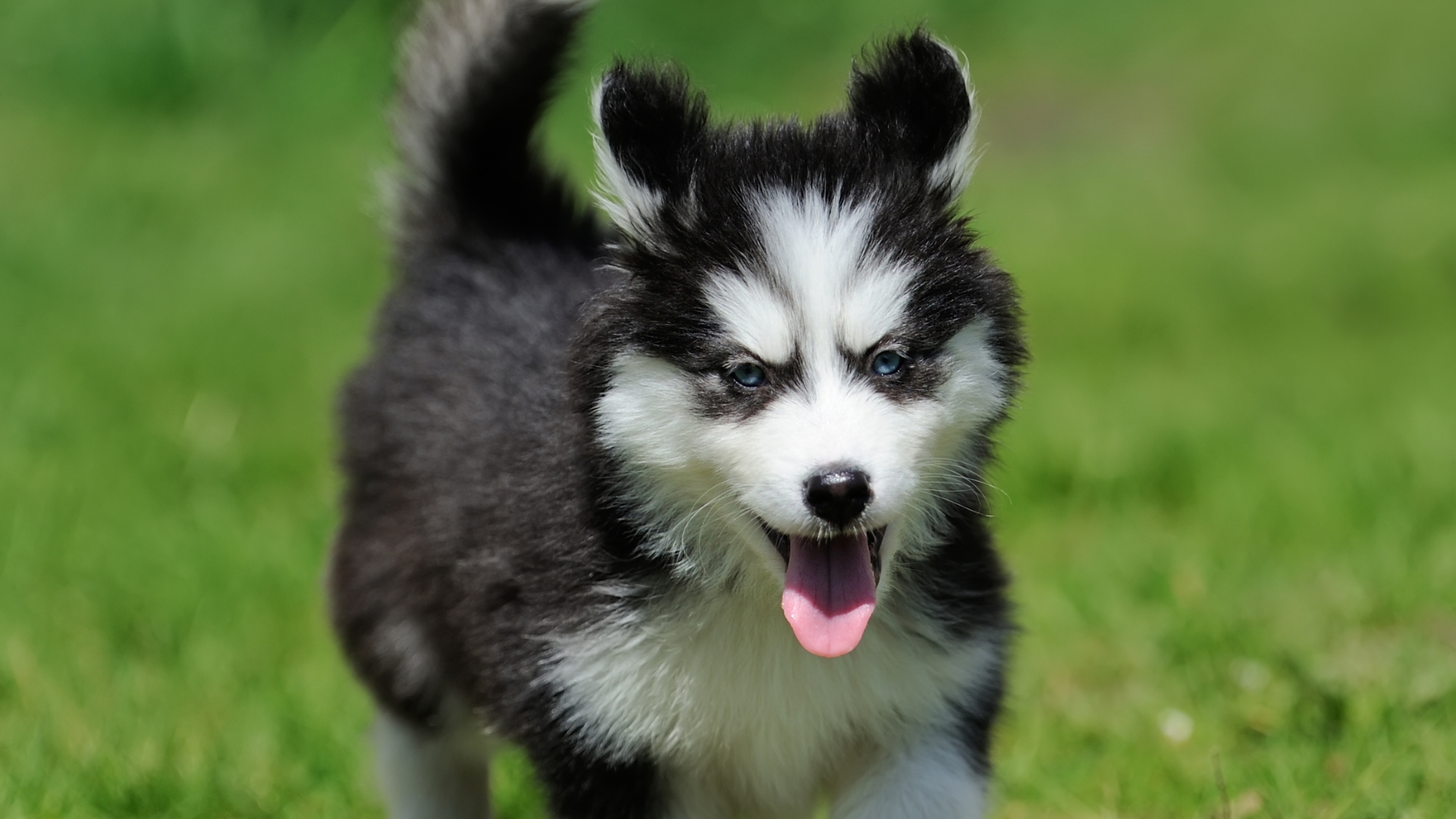 Best Small Black and White Dogs