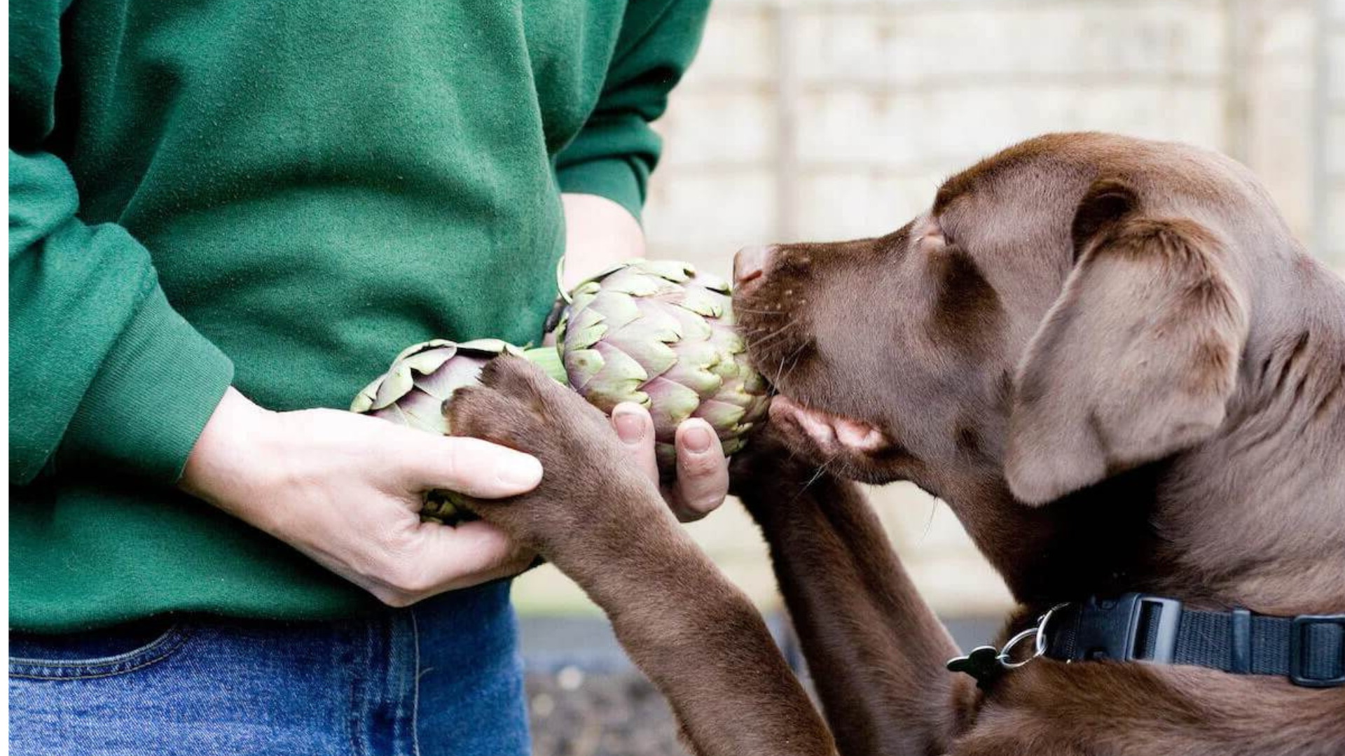 Can Dogs Eat Artichoke Hearts