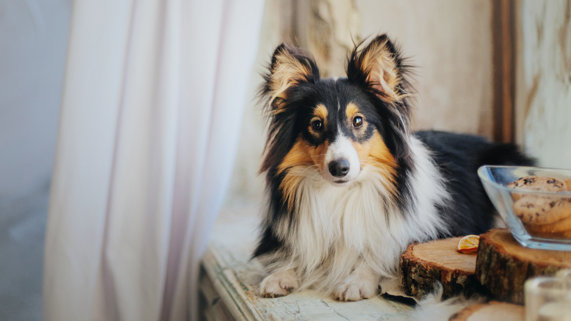 Care Guide for Designer Dog Breeds