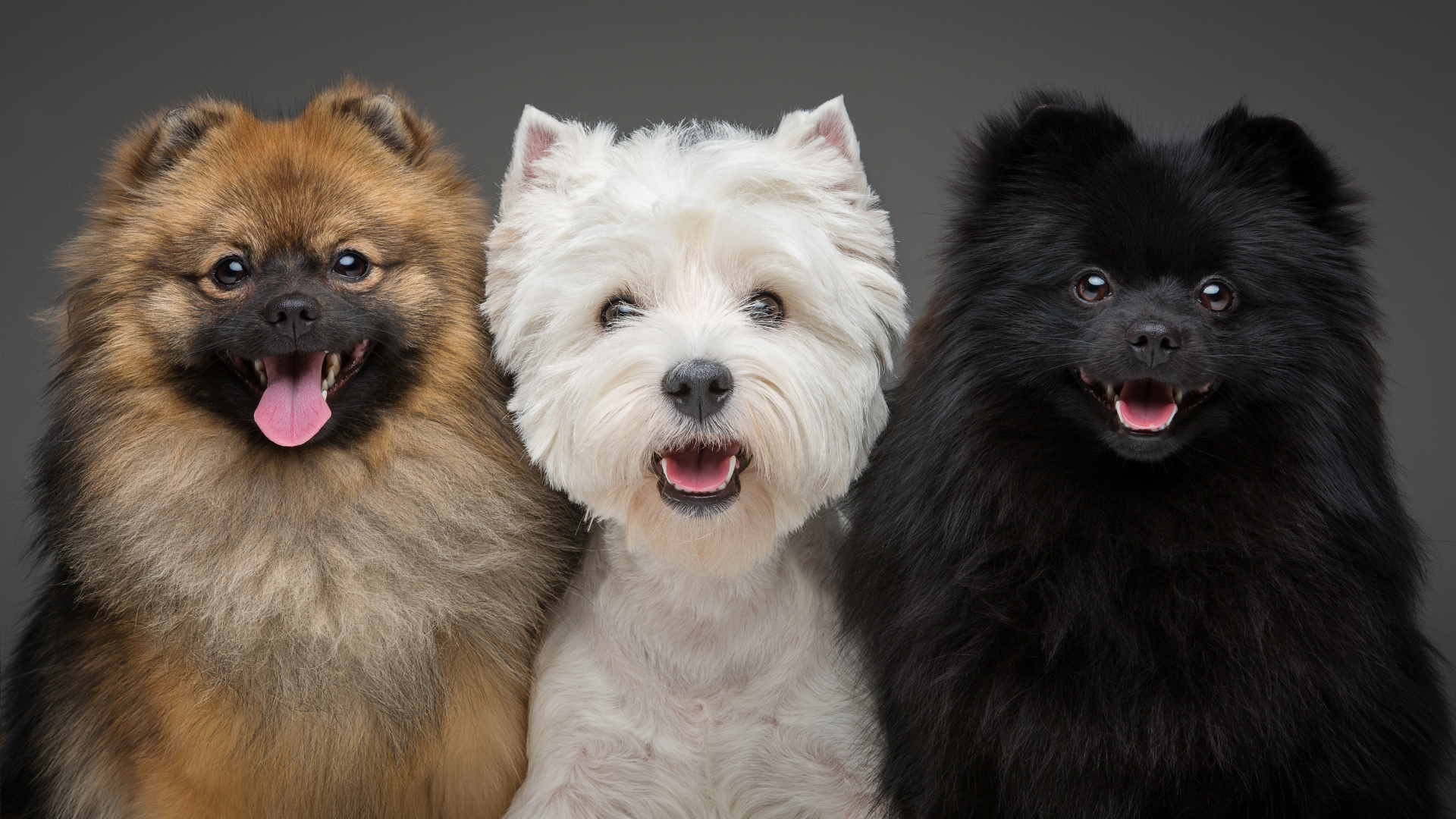 Care Guide for Designer Dog Breeds