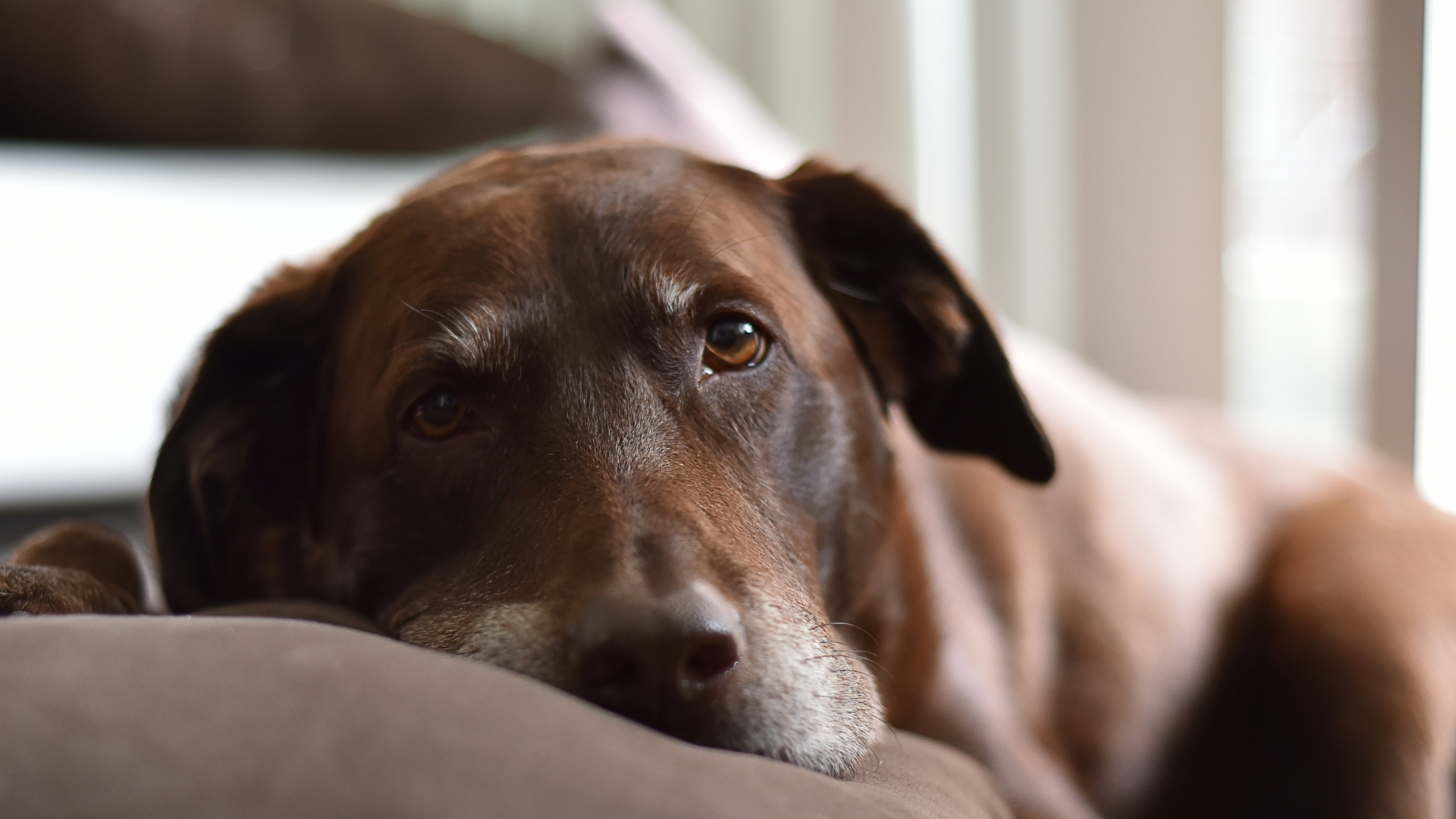caring for senior dogs