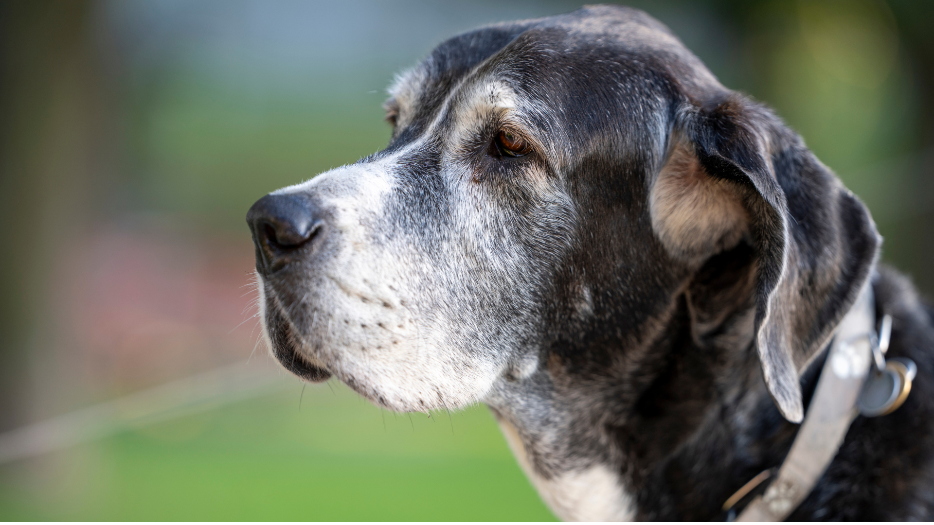 caring for senior dogs