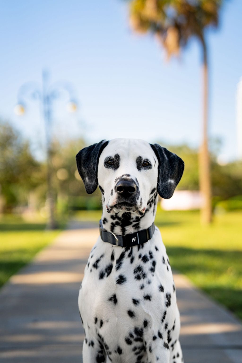 Fi collar on Dalmatian