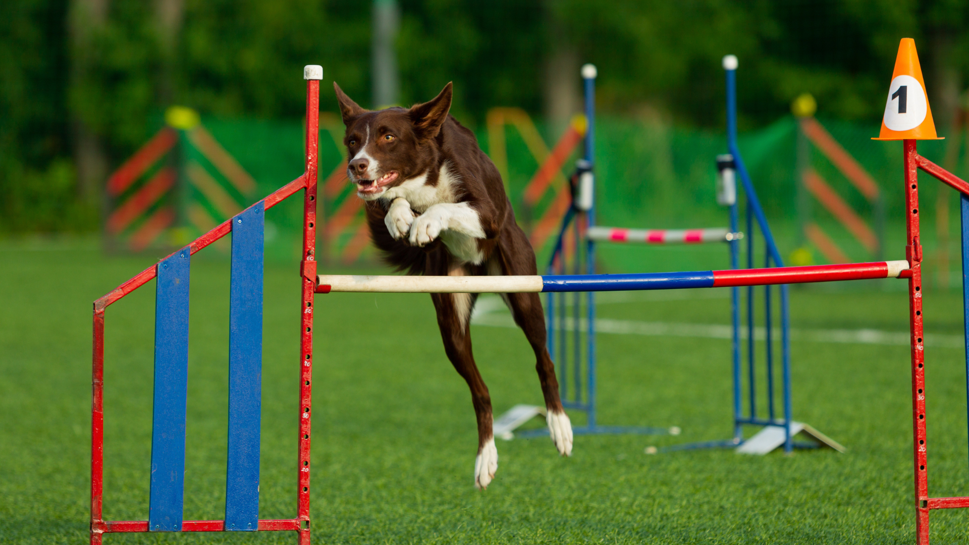 Dog Agility Training