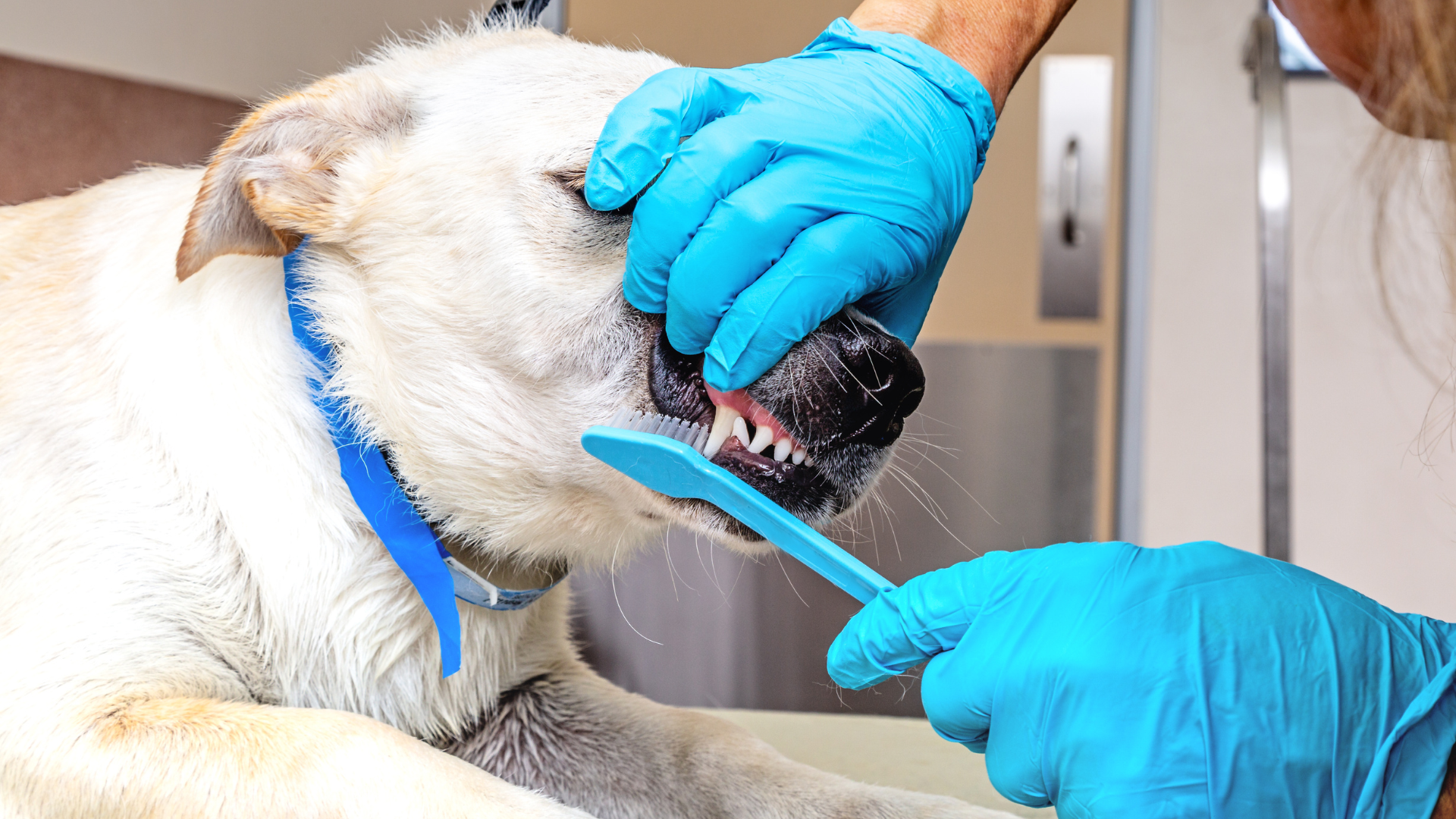 Dog Dental Health