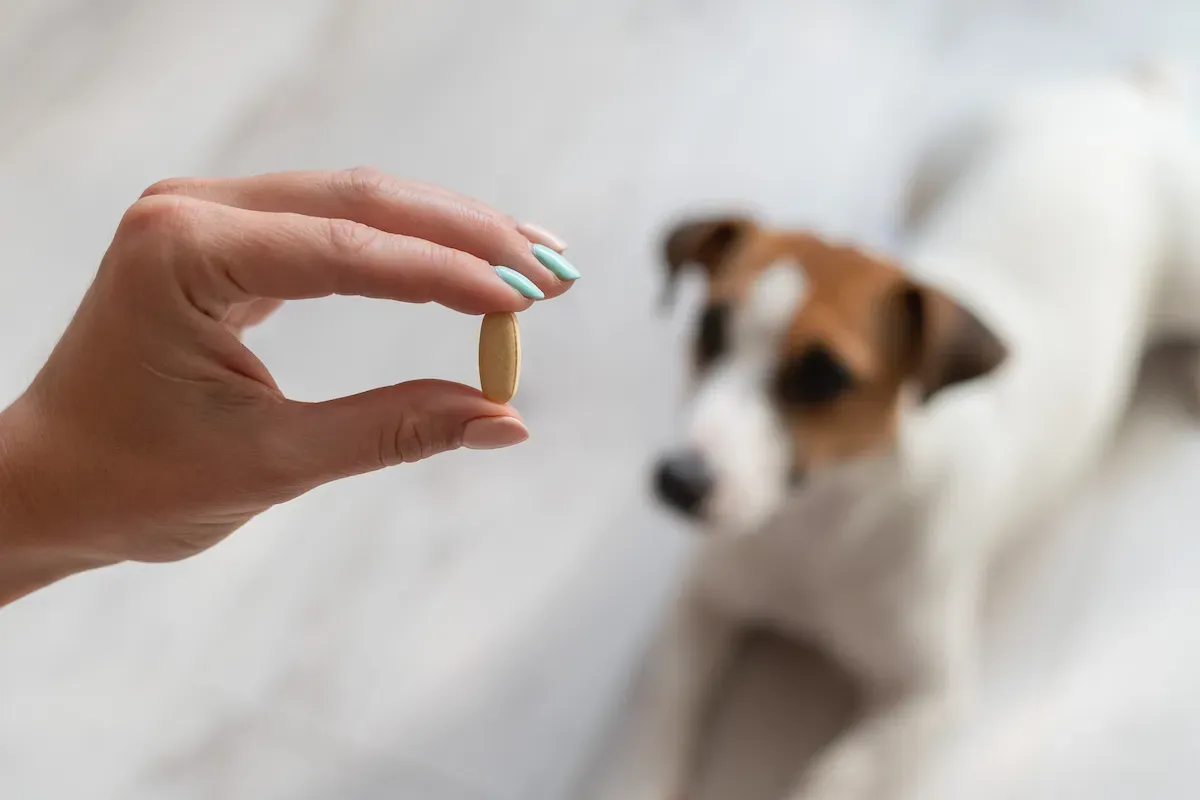 Can Dogs Eat Spirulina?