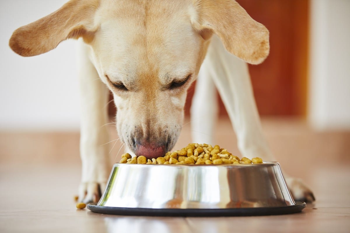 A light-furred dog eats millet from a stainless steel bowl indoors.