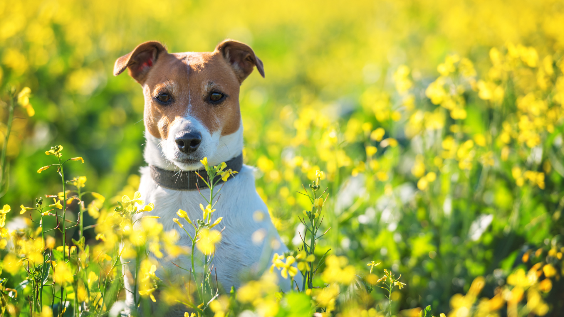 Allergies in Dogs