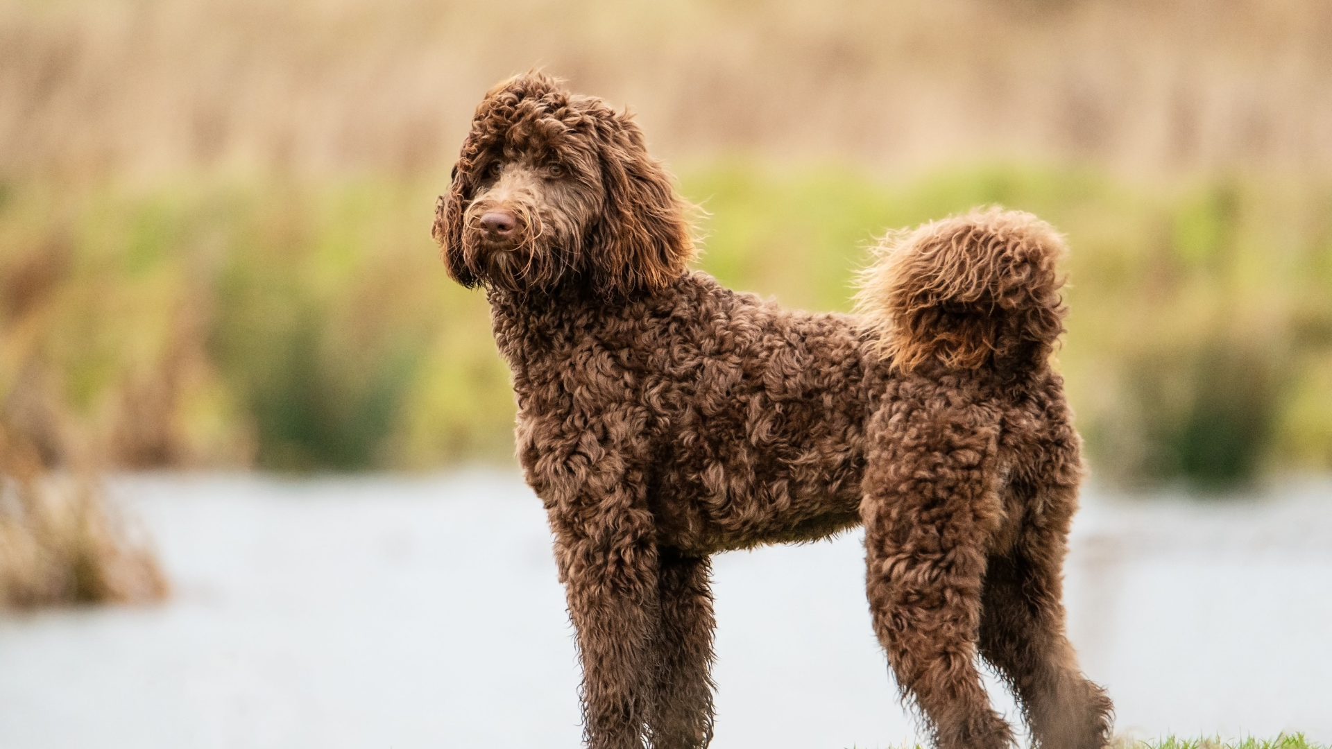 Hypoallergenic Dog Breeds