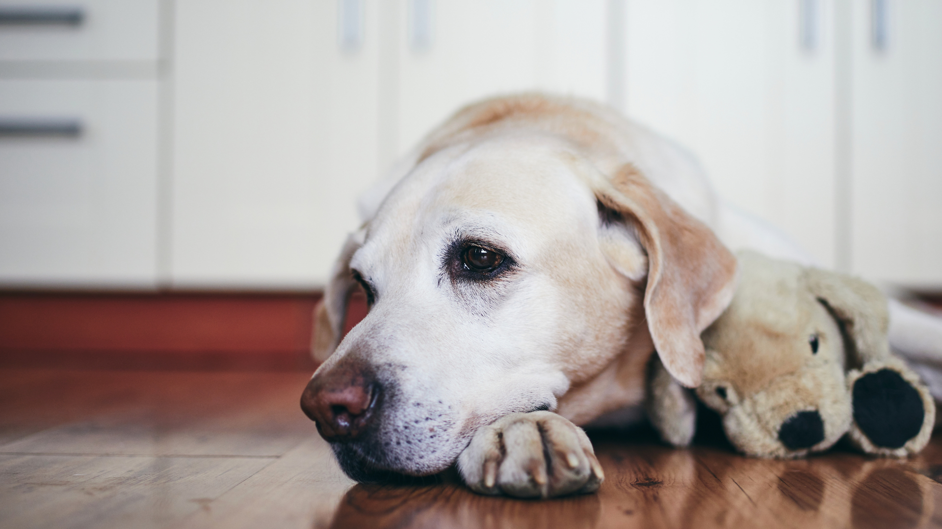 Mobility in Senior Dogs