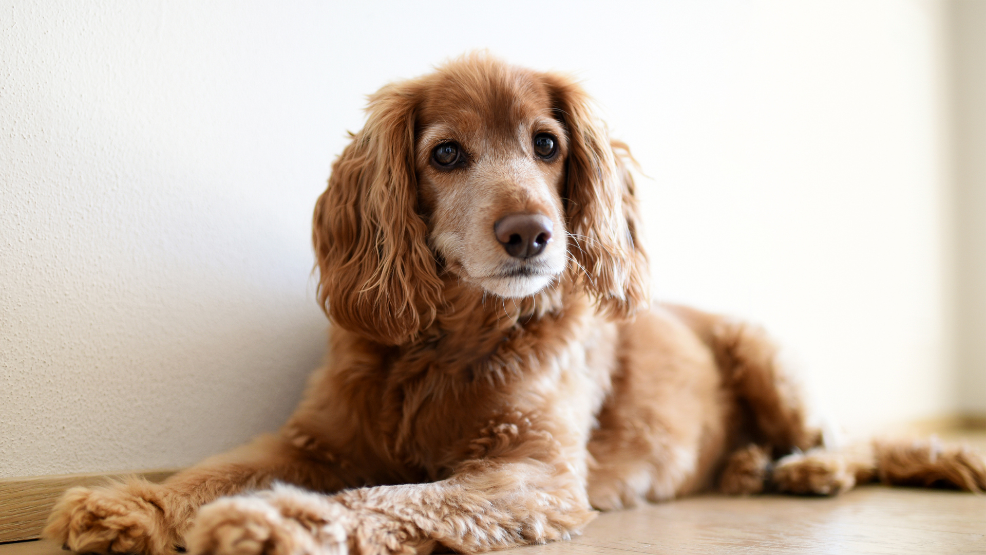 Natural Remedies for Common Dog Issues
