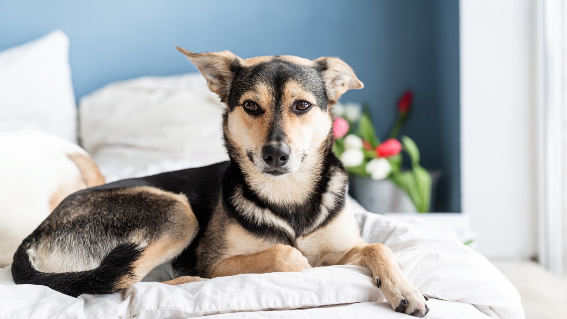 Natural Remedies for Common Dog Issues