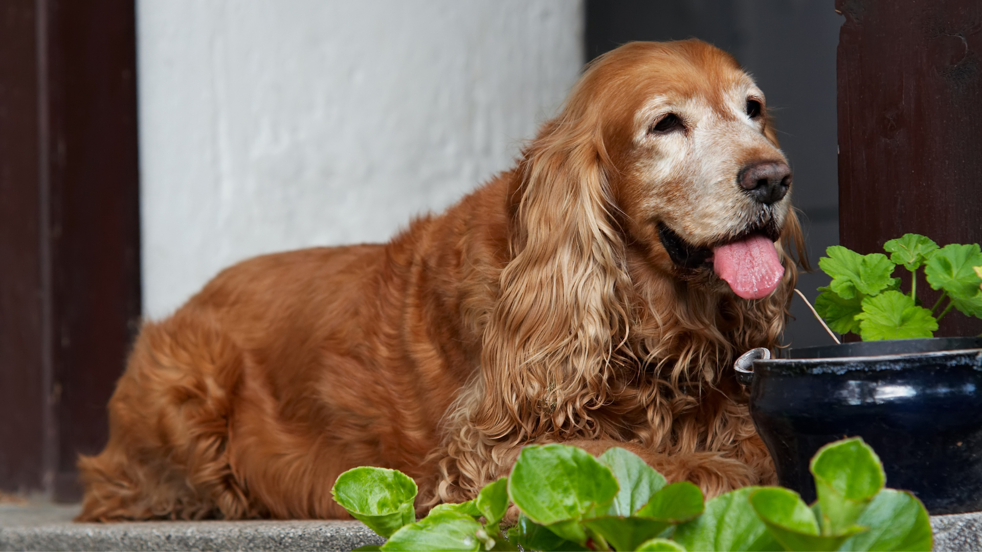 Nutrition Tips for Senior Dogs