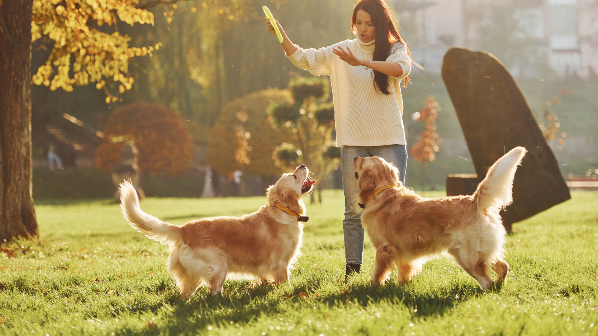 Outdoor Activities for Large Dogs