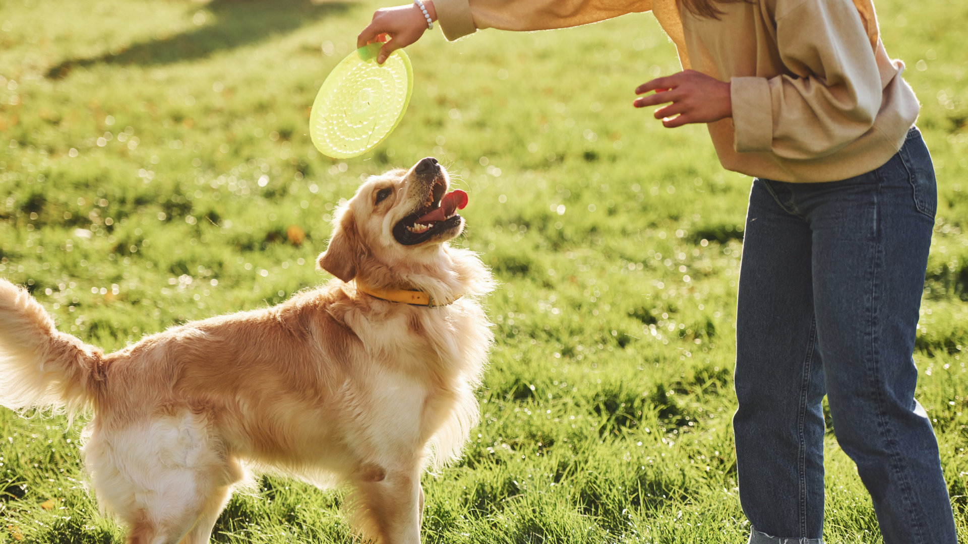 Outdoor Activities for Large Dogs