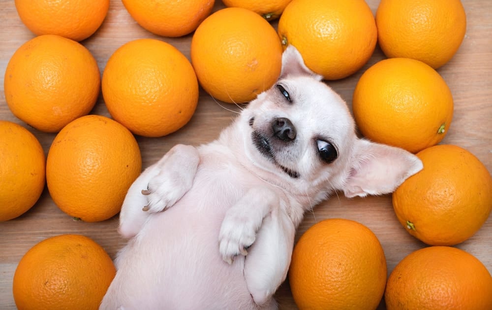 Dogs and persimmons