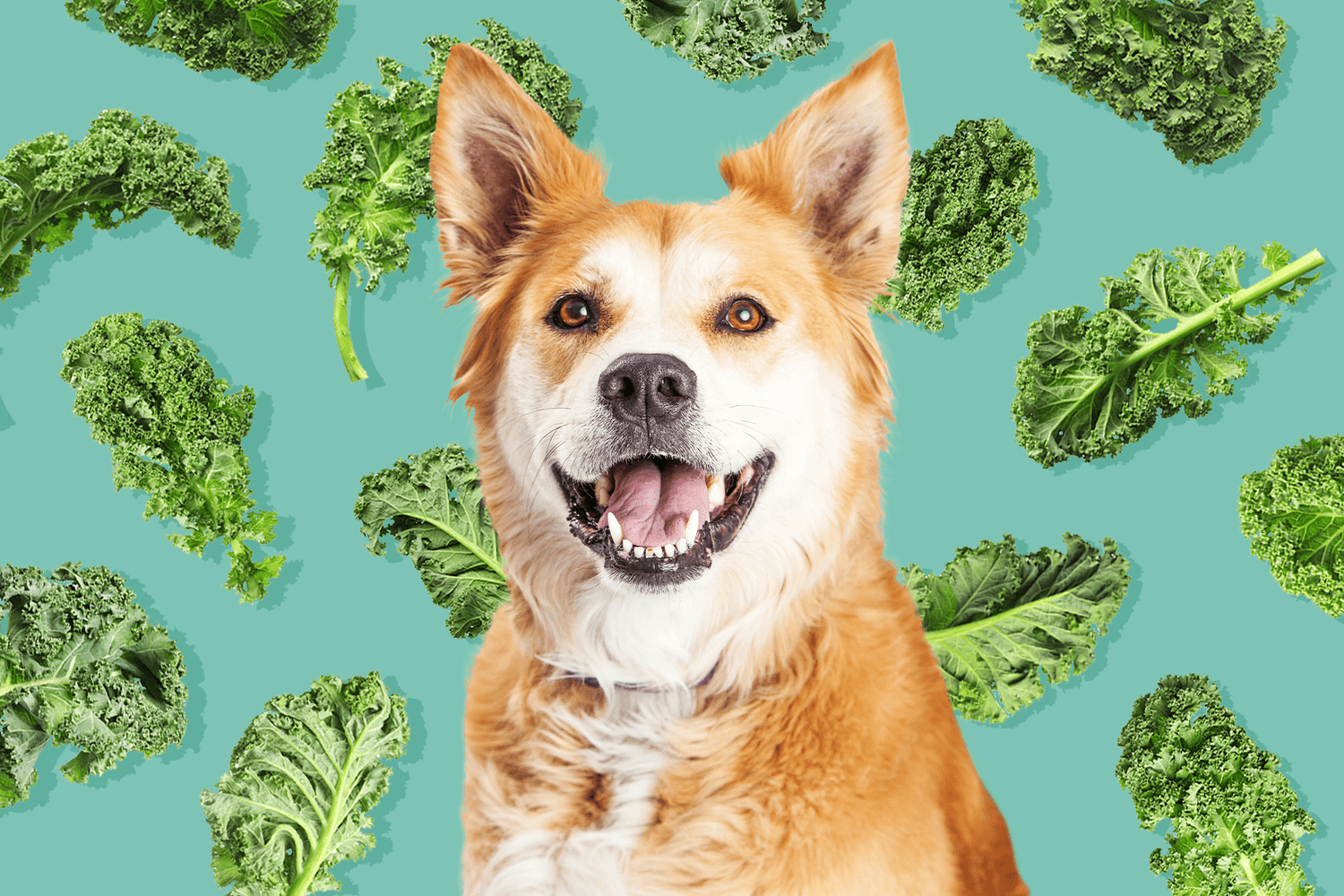 Can Dogs Eat Kale Chips?