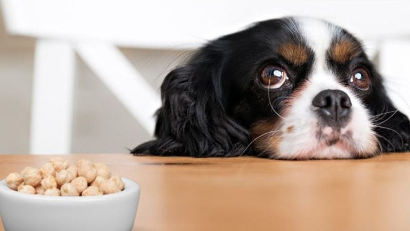 Dogs and bowl of Macadamia Nuts