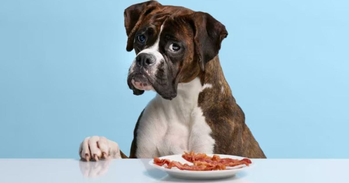 A boxer dog with a plate of Hemp Seeds, against a light blue background.