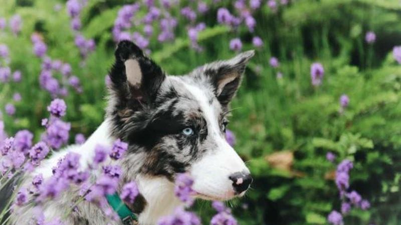 Can Dogs Eat Acai Berries?